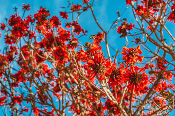 Beautiful natural background with a blooming tree with red flowers, Los Angeles, Calfiornia