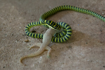 Close-Up Of  green snake is eating lizard 