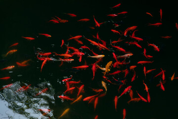 Red Japanese carps (koi fish) in the black pond