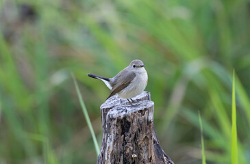 Taiga Flycatcher On Stump in nature Tail Up grass green background
