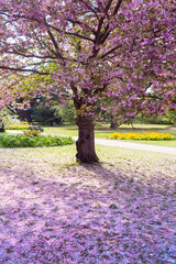 Centred Cherry Blossom tree and a carpet of petals  in Greenwich Park, London  - May 2021