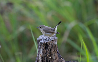 Taiga Flycatcher On Stump in nature Tail Up grass green background
