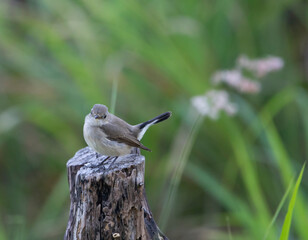 Taiga Flycatcher On Stump in nature Tail Up grass green background