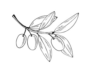 Olive branch isolated on white in classic style. Vector contour illustration.