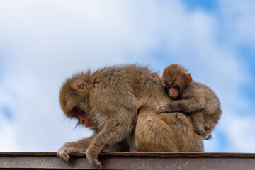 Japanese macaque family in Arashiyama, Kyoto.
