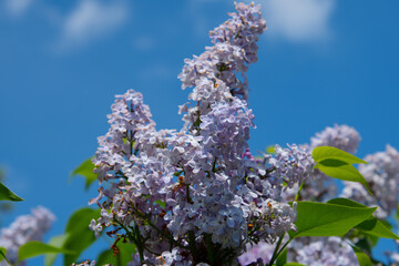 Bush blooming lilac, varieties syringa vulgaris, with green leaves in the garden on a sunny spring day