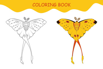 Coloring book butterfly. Butterfly Madagascar comet