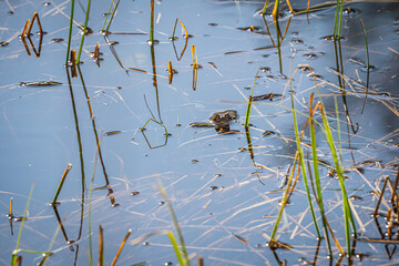 Ein Frosch in einem Teich!