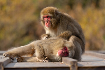Grooming Japanese macaque in Arashiyama, Kyoto.
