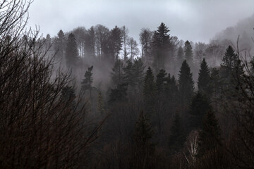 Forest in the mist, Bieszczady Mountains, Poland