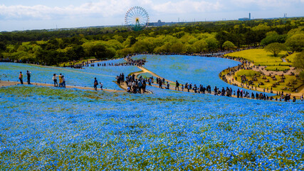 landscape with flowers