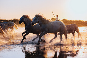Fototapeta na wymiar Aigues Mortes, France. wild horses of Camargue running on water