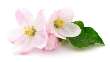 Apple flowers with leaves.