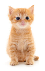 Kitten on white background.
