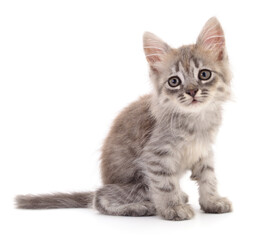 Kitten on white background.