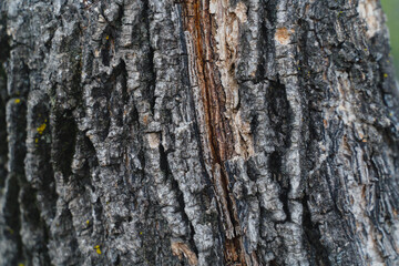Fototapeta premium Close-up tree bark texture. Concept photo.