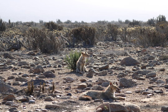 Pareja de zorros chilla o zorros grises en el desierto.  El tono de su medioambiente in&oacute;spito les permite en alg&uacute;n grado camuflarse.