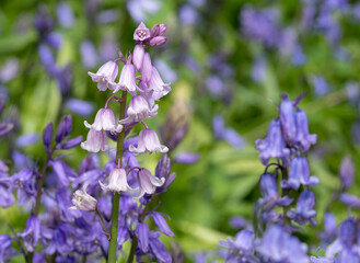 Rare pink bluebells amidst a cluster of wild bluebells, photographed in spring in London, UK.