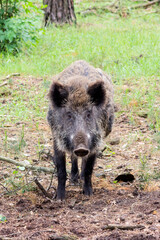 Wildschwein