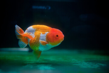 The cute and beautiful Ranchu in the tank