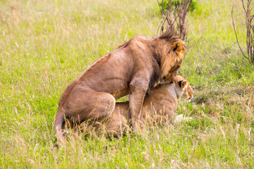 Lion and Lioness mate in tall grass