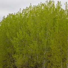 New growth leaves from Populus grandidentata trees in early spring. Selective focus, background and foreground blur.
