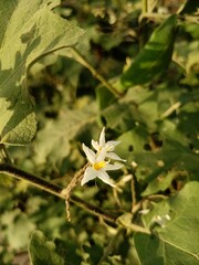 Daphne Alpina plant