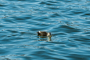 duck in water