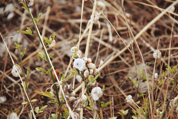 mushroom in the grass