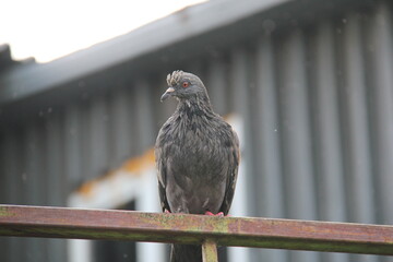bird on a fence
