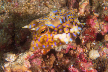 Colorful thornback cowfish (Lactoria fornasini) in a tropical coral reef near Anilao, Mabini, Philippines.  Underwater photography and travel.