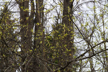 Spring first green leaves bloom on tree branches. Nature wakes up