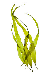 Seaweed kelp or laminaria seedling isolated on white background.  - obrazy, fototapety, plakaty
