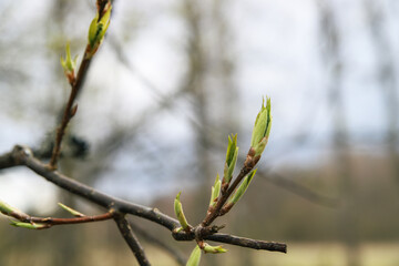Obraz premium Spring first green leaves bloom on tree branches. Nature wakes up