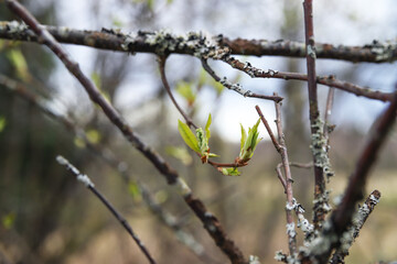 Spring first green leaves bloom on tree branches. Nature wakes up