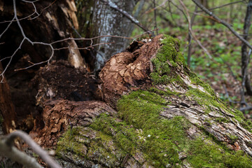 Rotten tree stump overgrown with green moss in the forest. Nature background