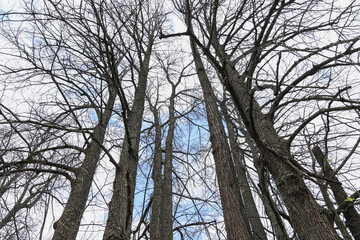 Bare old trees against the blue sky in spring. Nature background
