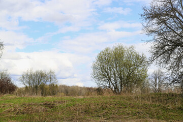 Obraz premium Spring landscape. Trees in the middle of the field, clouds float across the blue sky. Nature background