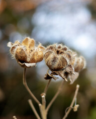 Dry seed head