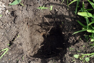 holes in the ground for planting plants