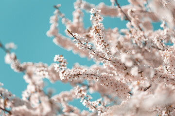 Pink cherry blossom sakura in spring time against blue sky. Nature background. Soft focus