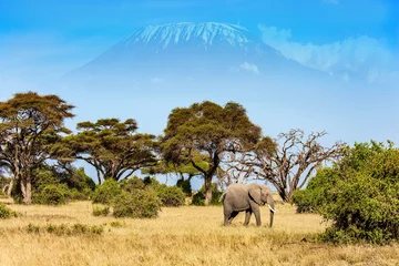 Papier Peint photo Kilimandjaro Lonely huge elephant grazes