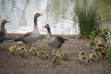 Greylag geese with goslings 