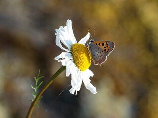 Small copper butterfly on a chamomile flower