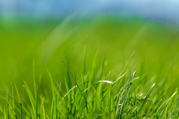 Fresh green grass against blue sky. Abstract spring background.