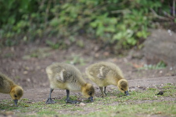 Goslings