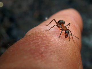 Close up of an ant on a finger