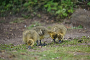 Goslings