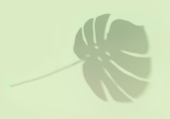 Fototapeta na wymiar Pastel green summer tropic background. Exotic leaf blurred shadow. 