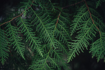 
Cypress cedar tree branch. Thuja occidentalis bush is evergreen coniferous tree. Macro of cypress branch.